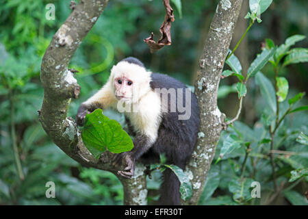 White-headed Kapuziner (Cebus capucinus), Costa Rica Stockfoto