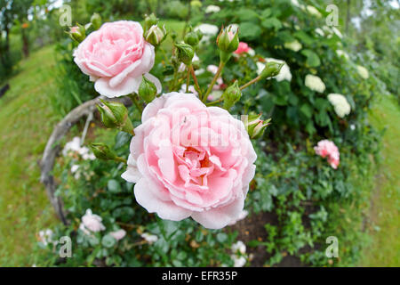 Beet mit Rosen. Stockfoto