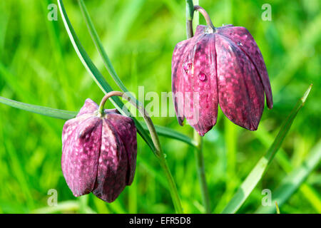 Zwei lila Schlange Kopf Fritillary Stockfoto