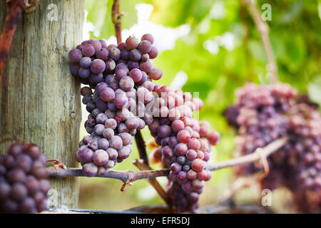 Nahaufnahme von roten Trauben am Rebstock, Kelowna, British Columbia, Kanada Stockfoto