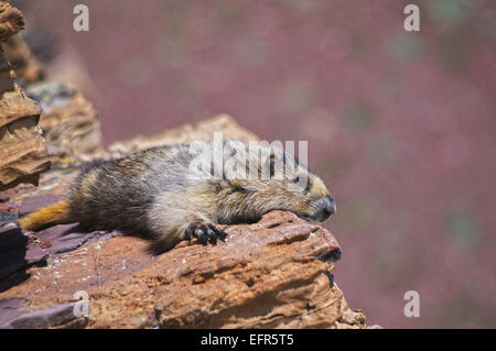 Murmeltier ruht auf einem steinernen Sims in Waterton Lakes National Park, Kanada. Stockfoto