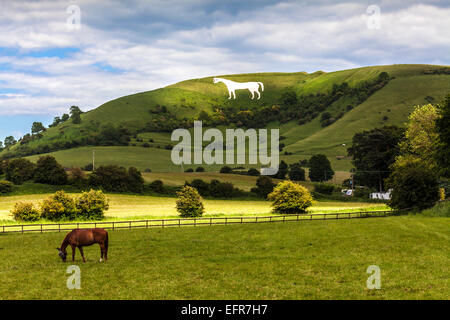 Das weiße Pferd unter Bratton Camp und ein grasenden Pferd trägt eine Fliege Maske in der Nähe von Westbury in Wiltshire. Stockfoto