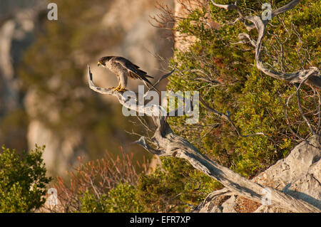 Wanderfalke auf Wacholder als Barsch im Supramonte-Gebirge in der Nähe der Küste von Orosei Golf, Barbagia, Sardinien, Italien Stockfoto