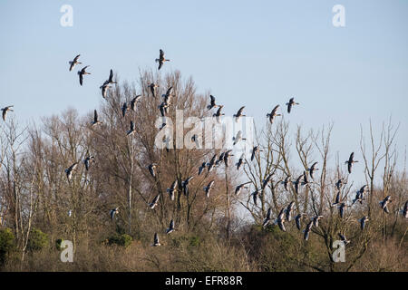 Herde von Graugänsen Kreisen zur Landung über See Milton Cambridgeshire England Stockfoto