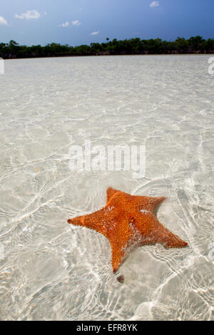Seestern im flachen Wasser. Stockfoto