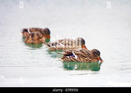 Enten in einem eisigen See schwimmen. Stockfoto