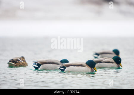 Eine Herde von Enten schwimmen im See in der Nähe von Schnee bedeckt Küstenlinie. Stockfoto