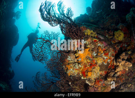 Taucher am Korallenriff. Stockfoto
