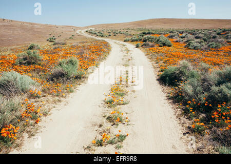 California Poppy, Eschscholzia Californica, blühend, im Antelope Valley California Poppy Reserve. Papaveraceae. Stockfoto