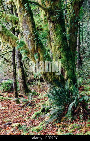 Gemäßigten Regenwald entlang den Ufern des Lake Crescent, altem Baumbestand Flechten bedeckt Filialen in Richtung des Lichts zu erreichen Stockfoto