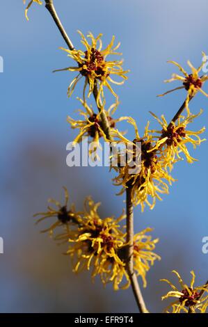 Gemeinsamen Hamamelis--amerikanische Hamamelis-(Hamamelis Virginiana) Blüte am Ende des Winters (Native nach Nordamerika) Stockfoto