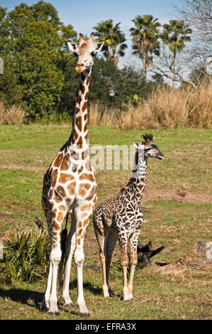 Vertikale Ansicht von einer Mutter und Kalb Rothschild-Giraffen (Giraffa Plancius Rothschildi). Stockfoto
