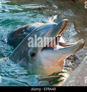 Platz in der Nähe bis der einen gemeinsamen großen Tümmler. Stockfoto