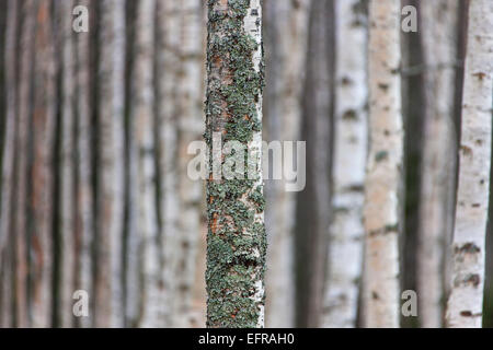 Birke (Betula Pendel / Betula Alba / Betula verzweigt) Baumstamm bedeckt im Rohr Flechten (Hypogymnia Physodes) Stockfoto