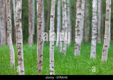Silver Birch / warzige Birke (Betula Pendel / Betula Alba / Betula verzweigt) Baumstämme der Birken im Laubwald Stockfoto