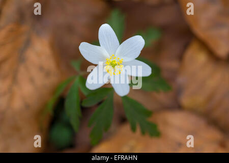 Buschwindröschen (Anemone Nemorosa) blühen im Frühjahr unter den gefallenen Herbst Blätter auf dem Waldboden Stockfoto