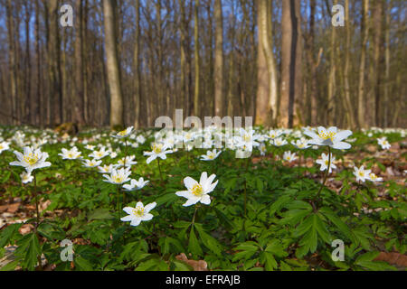 Holz-Anemonen (Anemone Nemorosa) in Buchenwald im Frühjahr blühen Stockfoto