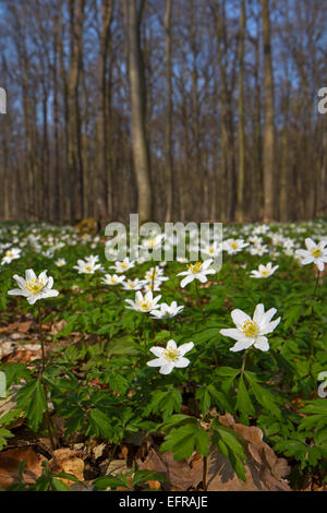 Holz-Anemonen (Anemone Nemorosa) in Buchenwald im Frühjahr blühen Stockfoto