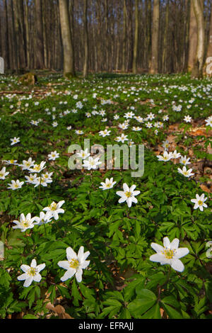 Holz-Anemonen (Anemone Nemorosa) in Buchenwald im Frühjahr blühen Stockfoto