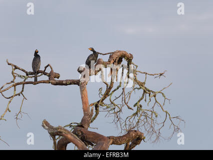 Zwei Kormorane sitzen warten auf Fisch auf einem abgestorbenen Baum. Stockfoto