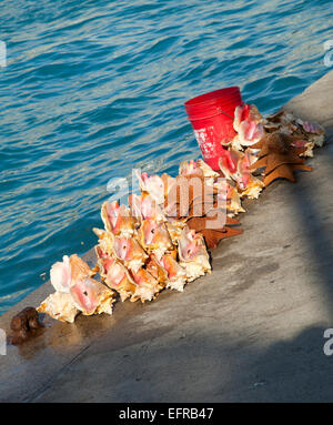 Muscheln und Seesterne am Dock, Paradise Island, Bahamas Stockfoto