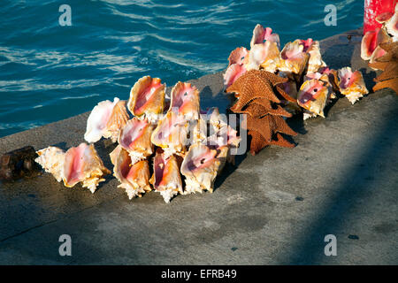 Muscheln und Seesterne am Dock, Paradise Island, Bahamas Stockfoto