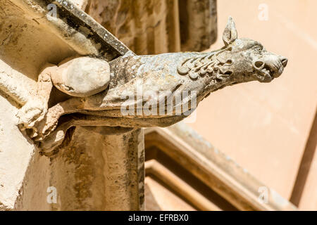 Detail von einem gotischen steinernen Wasserspeier aus einem Haus in Mdina, Malta Stockfoto