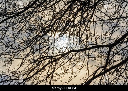 Silhouette eines kahlen Baumes im Winter vor der Sonne durch ein bewölkter Himmel, Stockfoto