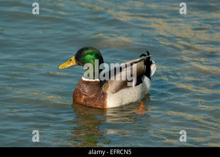 Stockenten (Anas platyrhynchos) im Trasimeno-See, Umbrien, Italien Stockfoto