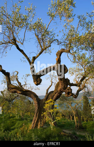 Alter Olivenbaum (Olea europaea) in Isola Maggiore, Lago Trasimeno, Umbrien, Italien, Europa Stockfoto