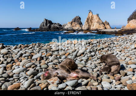 Affen entspannend auf Felsstrand, Shizuoka, Japan Stockfoto