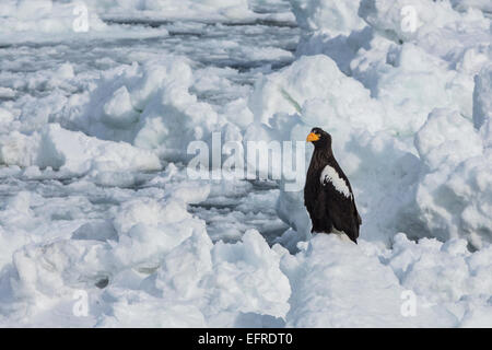 Steller der Seeadler thront auf Schnee Pinnacle, Shiretoko-Halbinsel, Hokkaido, Japan Stockfoto