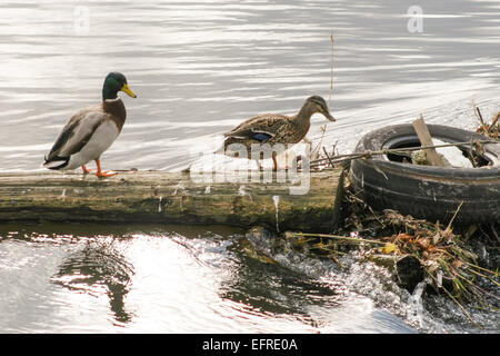 Zwei Enten, zu Fuß auf einem Baumstamm neben einem alten geworfen Reifen in einem Fluss. Stockfoto