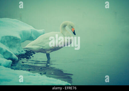 Singschwäne am See Kussharo, Hokkaido, Japan Stockfoto