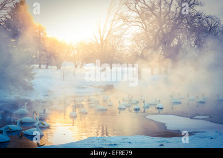 Singschwäne auf See Kussharo, Hokkaido, Japan Stockfoto