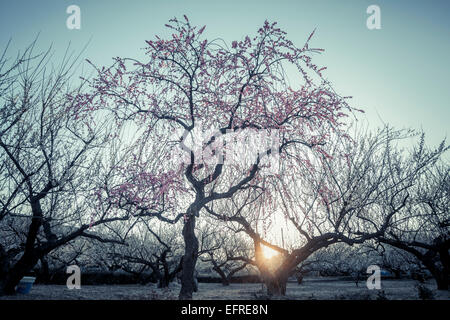 Soga Pflaumenblüten, Kanagawa, Japan Stockfoto