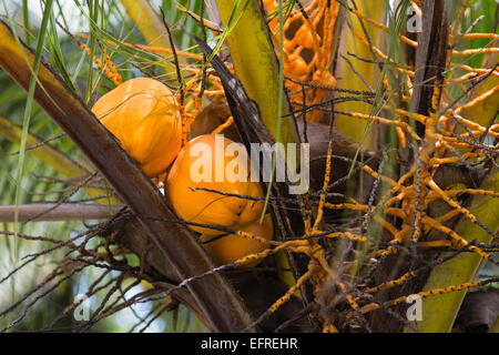 Kokosnüsse in einer Palme in La Digue, Seychellen Stockfoto