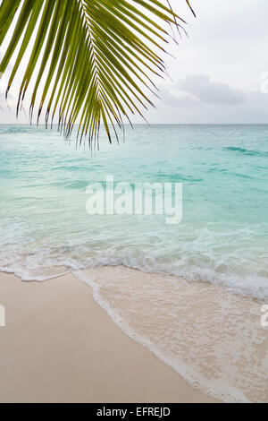 Schöner Strand Anse Patates in La Digue, Seychellen mit einer Palme im Vordergrund Stockfoto