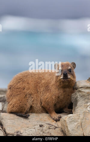 Südafrika, ein Klippschliefer Ratte, stammt aus Südafrika. (Petromus Typicus). Stockfoto