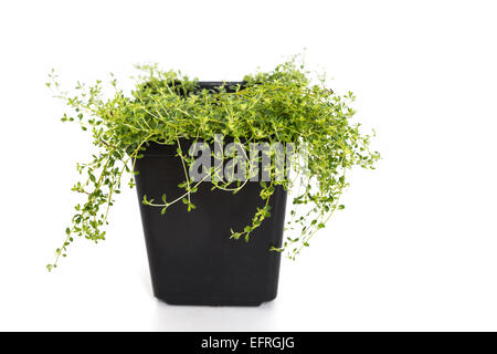 Eine junge Garten-Thymian-Pflanze ist ein Plastiktopf. Stockfoto