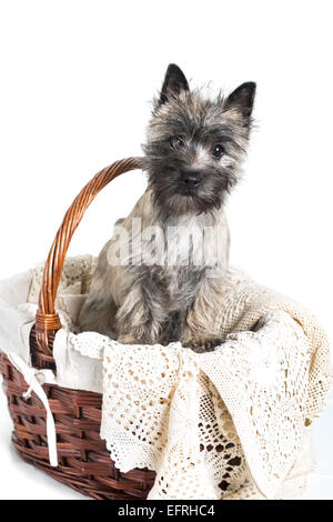 Cairn Terrier Welpen posiert in einem Korb. Stockfoto