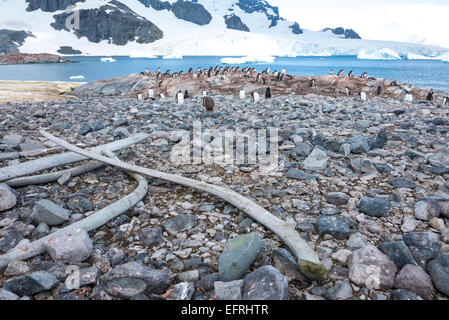 Walknochen auf Cuvervile Insel Küstenlinie mit Errera Kanal im Hintergrund Stockfoto