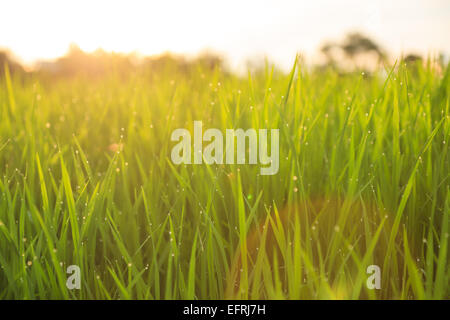 Bio-Reis-Feld mit Tautropfen während des Sonnenuntergangs Stockfoto