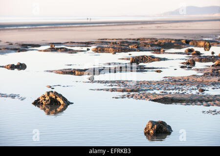 Versteinerte, prähistorische, Eiche, unter Wasser, Wald, Baum, Bäume, Strand, in der Nähe der Ynyslas Borth, Ceredigion, Wales Wales Stockfoto