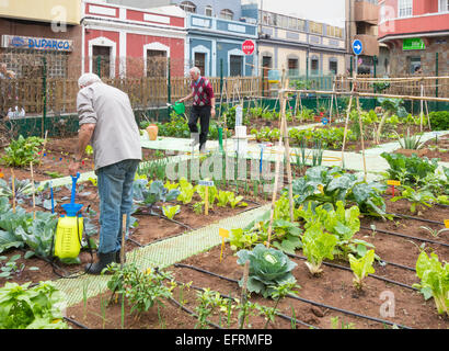 Spritzen organische flüssige Ferilizer, hergestellt aus Brennnessel Blätter auf Gemüse in Stadt Zuteilung in Spanien Stockfoto