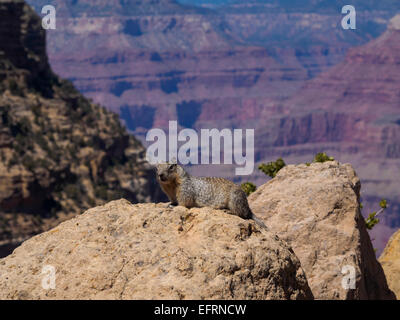 Rock Eichhörnchen (Latin/wissenschaftlichen Namen Ostospermophilus Variegatus) am Südrand des Grand Canyon, Arizona, USA thront auf einem Felsen, Blick in die Kamera mit einem Weitwinkel-Blick auf den Canyon hinter sich. Stockfoto