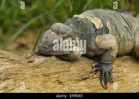 Rhinozeros-Leguan (Cyclura Cornuta) Stockfoto