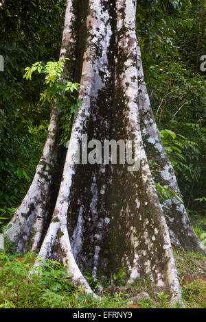 Primärregenwald Langkawi Malaysia, Asien Stockfoto
