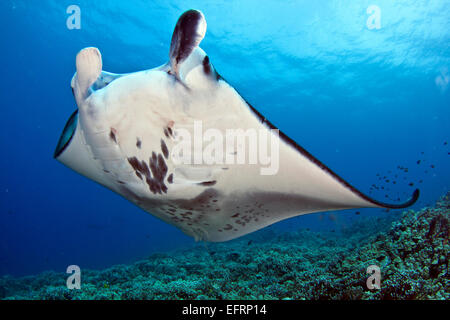 Eine Küste Mantarochen (Manta Alfredi) gleitet elegant über das Riff vor der Küste von Kona, Hawaii Stockfoto