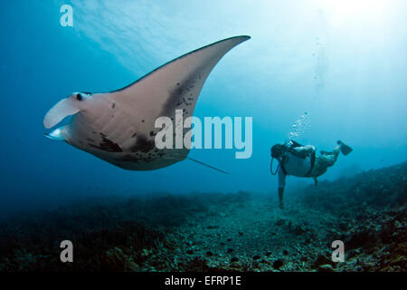 Eine Küste Mantarochen (Manta Alfredi) gleitet elegant über das Riff vor der Küste von Kona, Hawaii Stockfoto